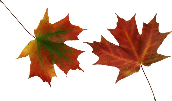 Прозрачные листья