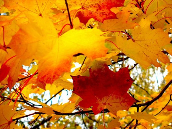 Падающие листья