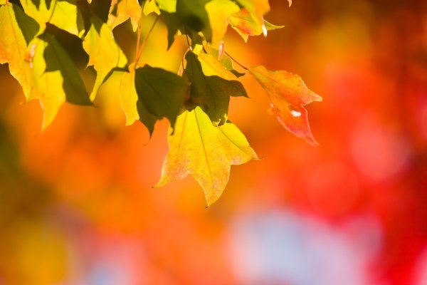 Осенний фон