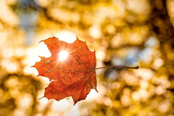 Падающие осенние листья