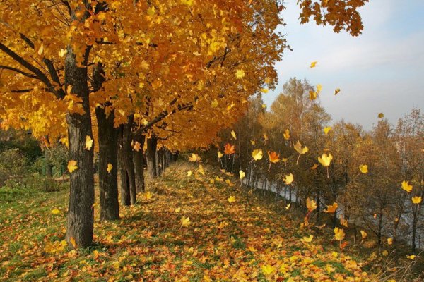 Осенний листопад