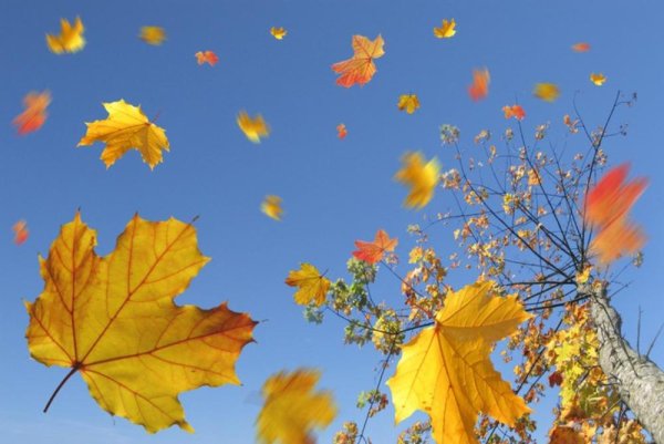 Осень листопад