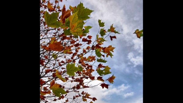 Листья кружатся в воздухе