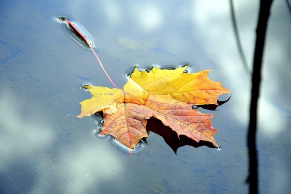 Падающие осенние листья