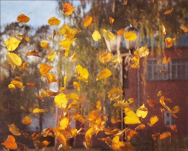 Листья кружатся в воздухе