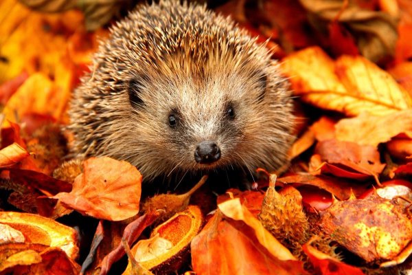 Осенний Ёжик