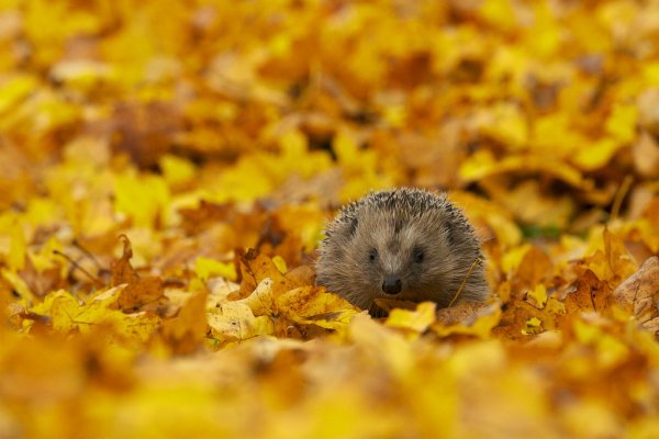 Ежик осенью