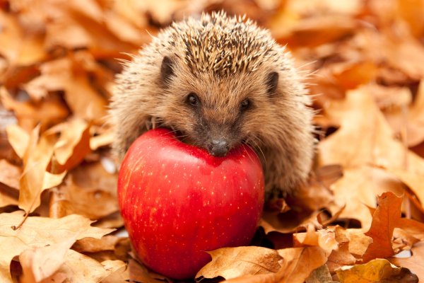 Ежик с яблоком