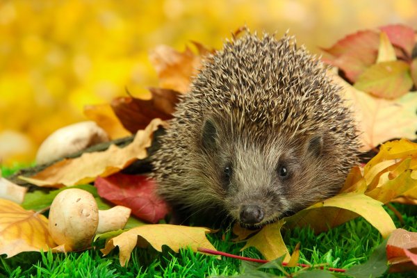 Ежик в лесу