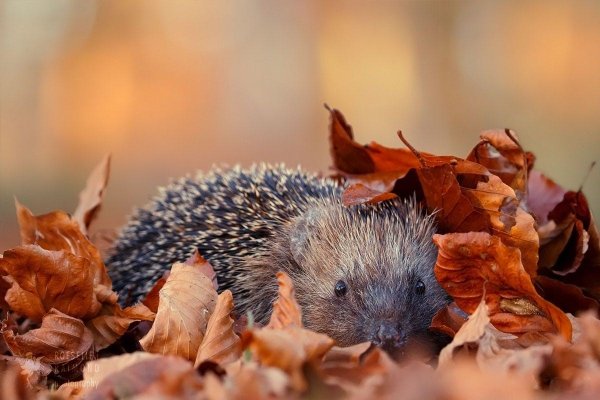 Осенний Ёжик
