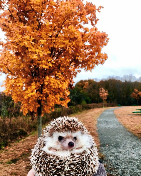 Милый осенний Ежик