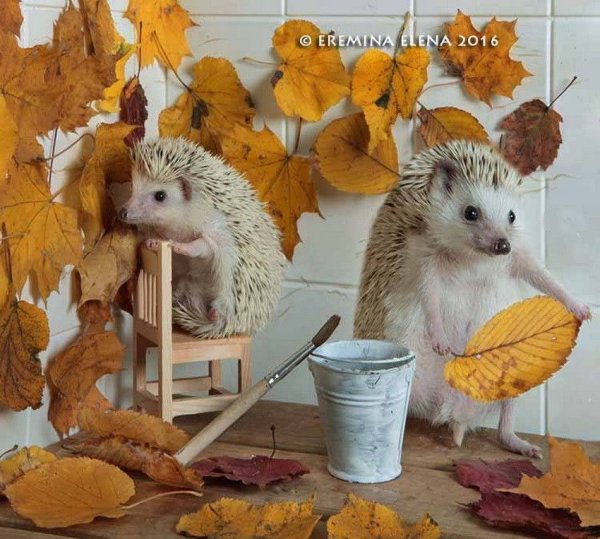 Ежики осенний Елена Еремина