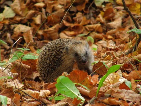 Фото Ёжика в лесу