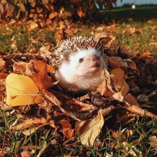 Ежик с листьями
