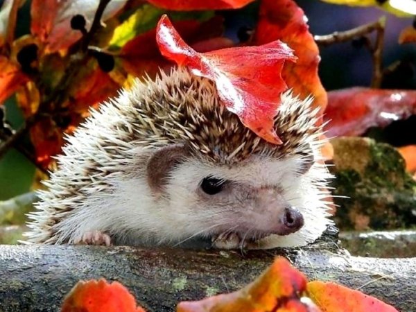 Осень Ежик на рабочий стол