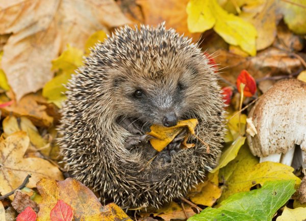Ежик осень