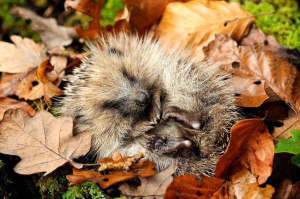 Животные в листве