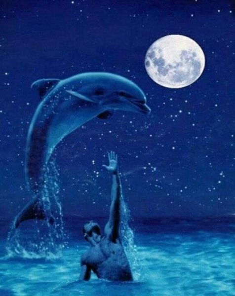Дельфины ночью