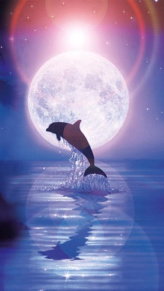 Дельфины в лунном свете