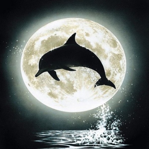 Дельфины на фоне Луны