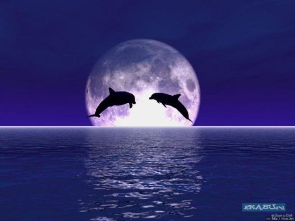 Дельфины ночь Луна