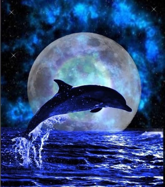 Дельфины ночью