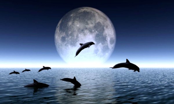 Дельфины в лунном свете