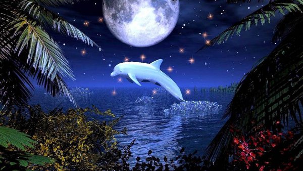 Море Луна дельфины