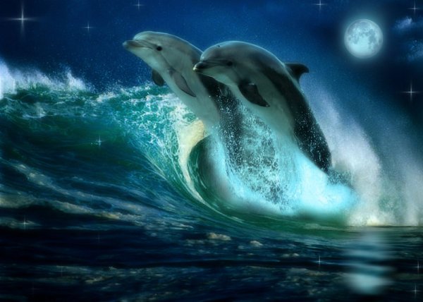Дельфины море. Ночи