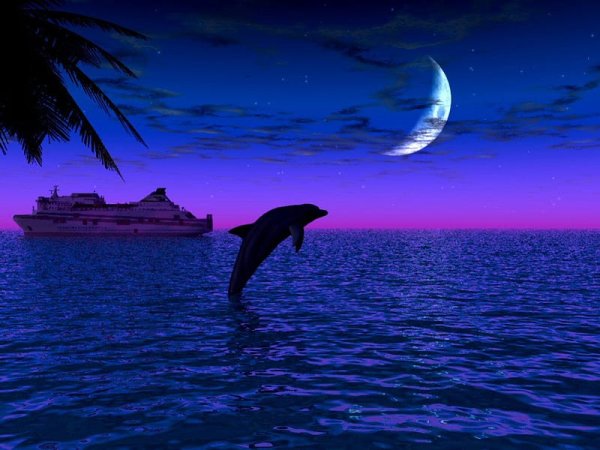 Море Луна дельфины