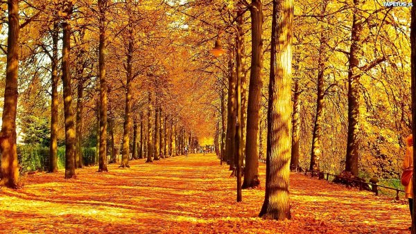 Осенний лес