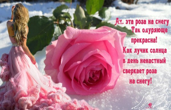 Розы в снегу стихи