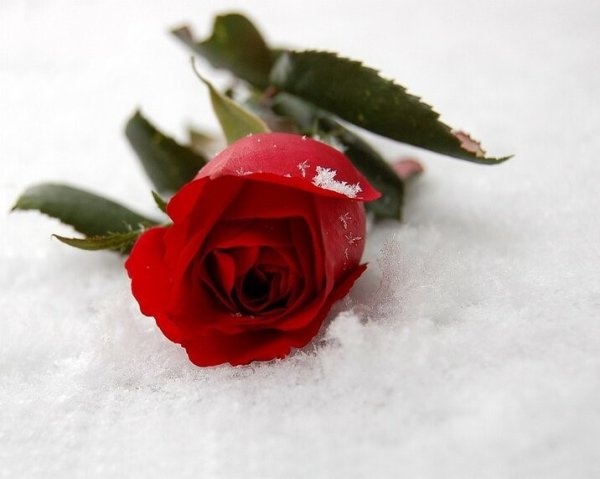 Красивые стихи про розы