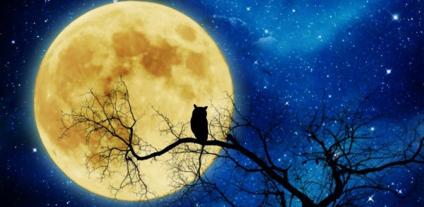 Осень под луной