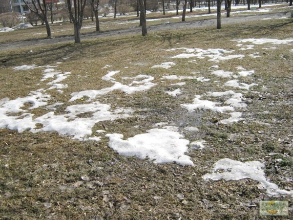 Трава после снега