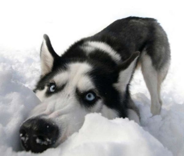 Помогай весне ешь снег