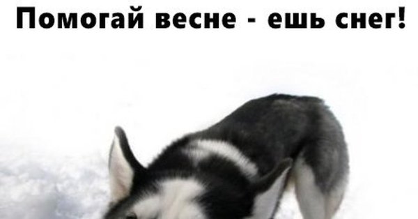 Помогите весне ешьте снег