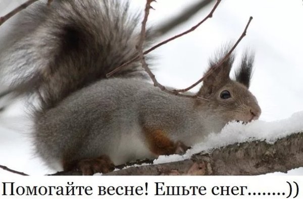 Помогите весне ешьте снег