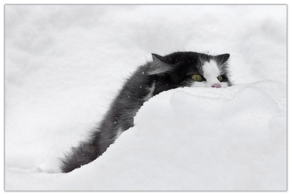 Помогайте весне жрите снег