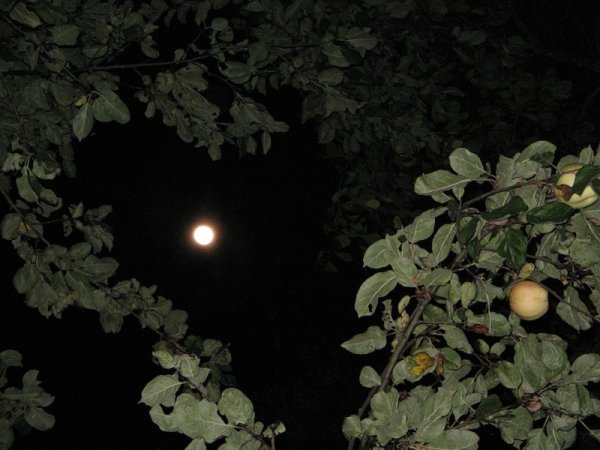 Яблоневый сад вечером