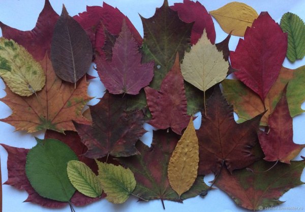 Гербарий из осенних листьев