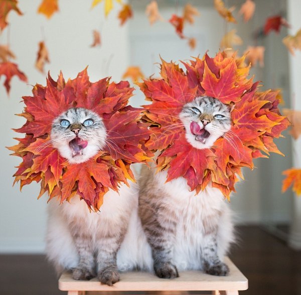 Кот с кленовым листом