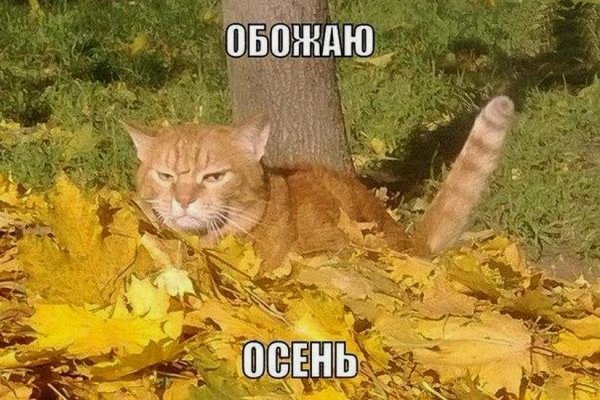Приколы с осенью