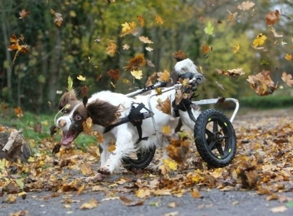 Осенние приколы фото