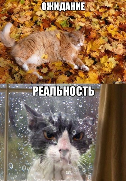 Приколы с осенью