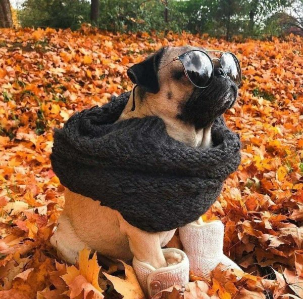 Осенний Мопс