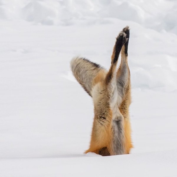 Лиса чернобурка мышкует