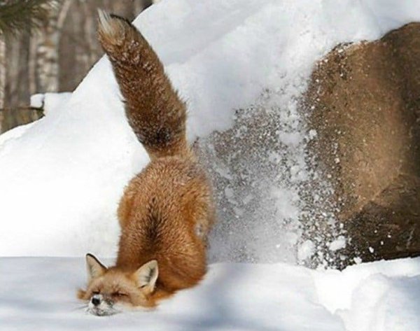 Лиса в снегу