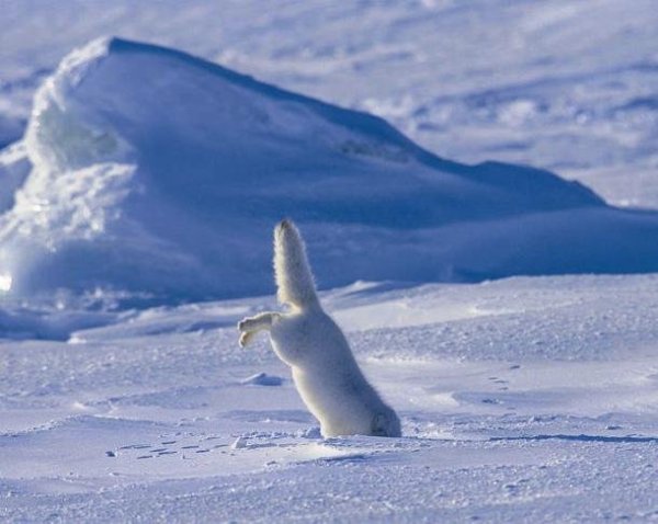 Песец мышкование