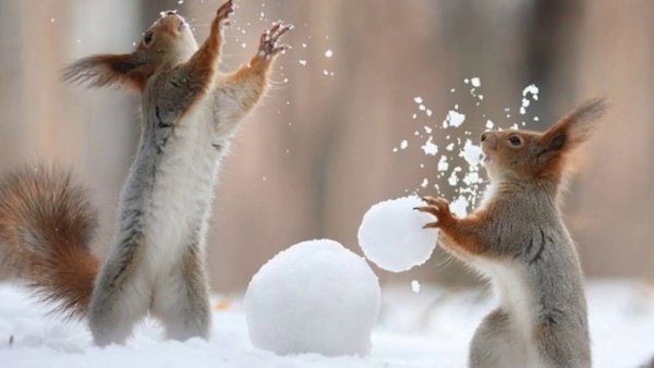 Утро зима радость